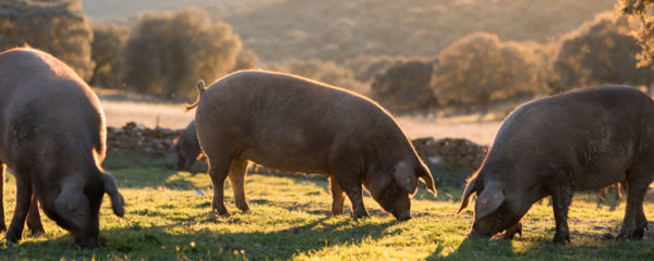 Porc Noir de Bigorre