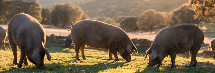 Porc Noir de Bigorre